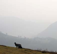 Sheep in the Elan Valley